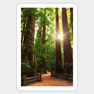 Redwood Forest Sticker